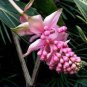 100 Pcs Medinilla Magnifica Plant Very Beautiful Bonsai Flower Plant