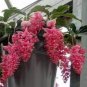 100 Pcs Medinilla Magnifica Plant Very Beautiful Bonsai Flower Plant