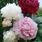 10 Pcs Rare Peony Plants,Top Brass Peony