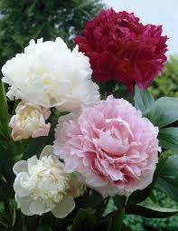 10 Pcs Rare Peony Plants,Top Brass Peony