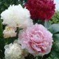 10 Pcs Rare Peony Plants,Top Brass Peony