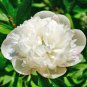 10 Pcs Rare Peony Plants,Top Brass Peony
