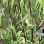 20 Pcs Fresh Black Bamboo (Fargesia Sp Jiuzhaigou 4) Hardy