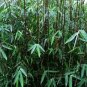 20 Pcs Fresh Black Bamboo (Fargesia Sp Jiuzhaigou 4) Hardy
