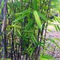 20 Pcs Fresh Black Bamboo (Fargesia Sp Jiuzhaigou 4) Hardy