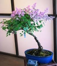 20 Pcs Dwarf Lilac,Syringa meyeri Potted Flower Bonsai