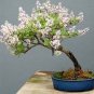 20 Pcs Dwarf Lilac,Syringa meyeri Potted Flower Bonsai