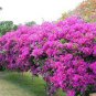100 Pcs Rare Beautiful Seed Bougainvillea Seed Balcony Seed Family Garden Garden Bungalow Seed