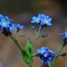 100 Pcs American Forget-me-not Flower Bonsai Starry Eyes Potted Plants
