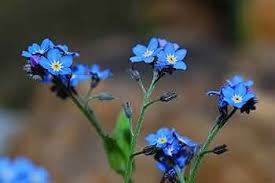 100 Pcs American Forget-me-not Flower Bonsai Starry Eyes Potted Plants