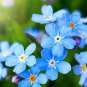 100 Pcs American Forget-me-not Flower Bonsai Starry Eyes Potted Plants