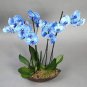 200 Pcs Phalaenopsis Orchid Bonsai Butterfly Orchid Potted Plant Phalaenopsis Orchid Indoor Flowers