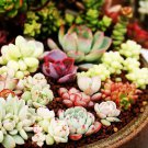 200 Pcs Exotic Mini Succulent Cactus Rare Succulent Perennial Herb Plants Seed Pot Flower