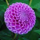 100 Pcs Flowers Beautiful Seven Color Dahlia of Flowers Perennial Bonsai