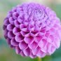 100 Pcs Flowers Beautiful Seven Color Dahlia of Flowers Perennial Bonsai