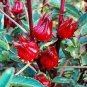 50 Pcs Real Roselle semillas - Flower Plant Sementes