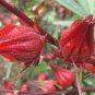 50 Pcs Real Roselle semillas - Flower Plant Sementes