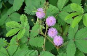 100 pcs Sensitive Plant Grass Flower Bonsai