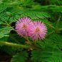 100 pcs Sensitive Plant Grass Flower Bonsai
