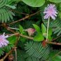 100 pcs Sensitive Plant Grass Flower Bonsai