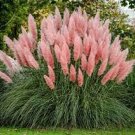 150 Pcs Rare Colorful Pampas Grass Cortaderia Seed