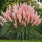 150 Pcs Rare Colorful Pampas Grass Cortaderia Seed