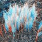150 Pcs Rare Colorful Pampas Grass Cortaderia Seed