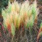 150 Pcs Rare Colorful Pampas Grass Cortaderia Seed