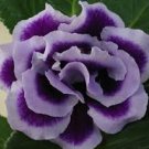 200 Pcs Bonsai Petunia Garden Bonsai Moon Night Sky Double Purple Flowers Purple