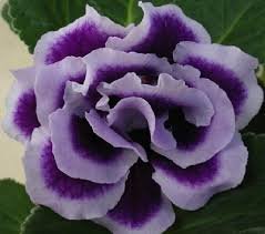 200 Pcs Bonsai Petunia Garden Bonsai Moon Night Sky Double Purple Flowers Purple