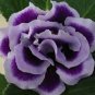 200 Pcs Bonsai Petunia Garden Bonsai Moon Night Sky Double Purple Flowers Purple
