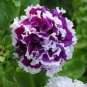 200 Pcs Bonsai Petunia Garden Bonsai Moon Night Sky Double Purple Flowers Purple