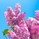 100 Pcs Japanese Lilac Plant indor Plants Lilac Clove Flower Potted Plant