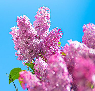 100 Pcs Japanese Lilac Plant indor Plants Lilac Clove Flower Potted Plant