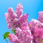 100 Pcs Japanese Lilac Plant indor Plants Lilac Clove Flower Potted Plant
