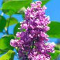 100 Pcs Japanese Lilac Plant indor Plants Lilac Clove Flower Potted Plant