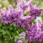 100 Pcs Japanese Lilac Plant indor Plants Lilac Clove Flower Potted Plant