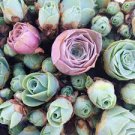 100 Pcs Mountain Rose Bonsai Green Rose Garden Rare Succulent Potted Flower