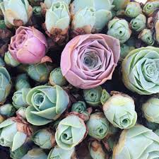 100 Pcs Mountain Rose Bonsai Green Rose Garden Rare Succulent Potted Flower