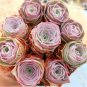 100 Pcs Mountain Rose Bonsai Green Rose Garden Rare Succulent Potted Flower