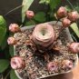 100 Pcs Mountain Rose Bonsai Green Rose Garden Rare Succulent Potted Flower