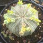 100 Pcs Euphorbia obesa Basketball Sea Urchin Bonsai
