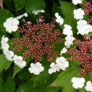 100 Pcs Double Color Viburnum Sargentii Bonsai Potted Garden Flower Bonsai Potted 100 Pcs Double Color Viburnum Sargentii Bonsai Potted Garden Flower Bonsai Potted