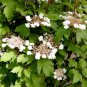 100 Pcs Double Color Viburnum Sargentii Bonsai Potted Garden Flower Bonsai Potted