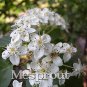 100 Pcs Double Color Viburnum Sargentii Bonsai Potted Garden Flower Bonsai Potted