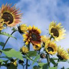 40 Pcs sunflower seeds,sunflower seeds for planting