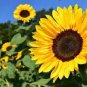 40 Pcs sunflower seeds,sunflower seeds for planting