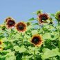 40 Pcs sunflower seeds,sunflower seeds for planting