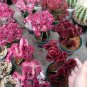 100 Pcs Lactea Bonsai