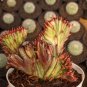 100 Pcs Lactea Bonsai